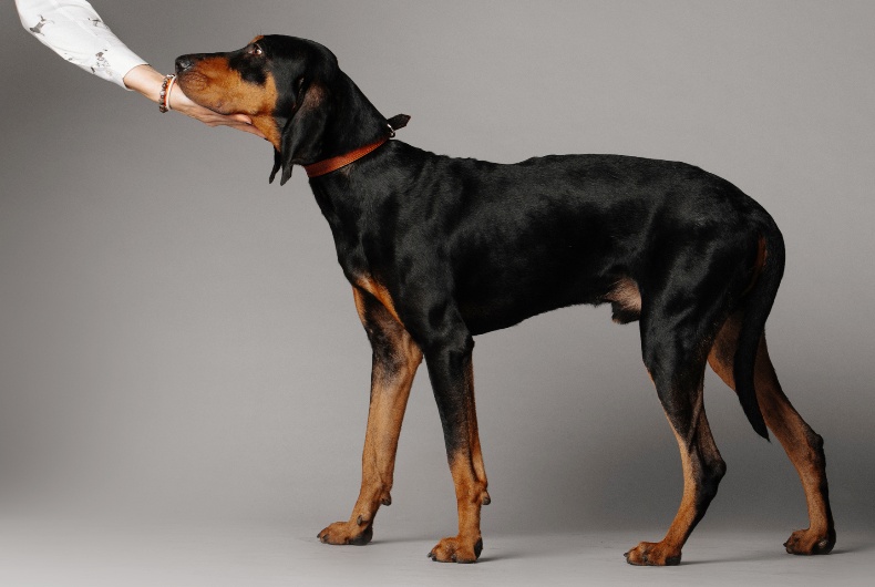 black and tan coonhound standing in front of grey background