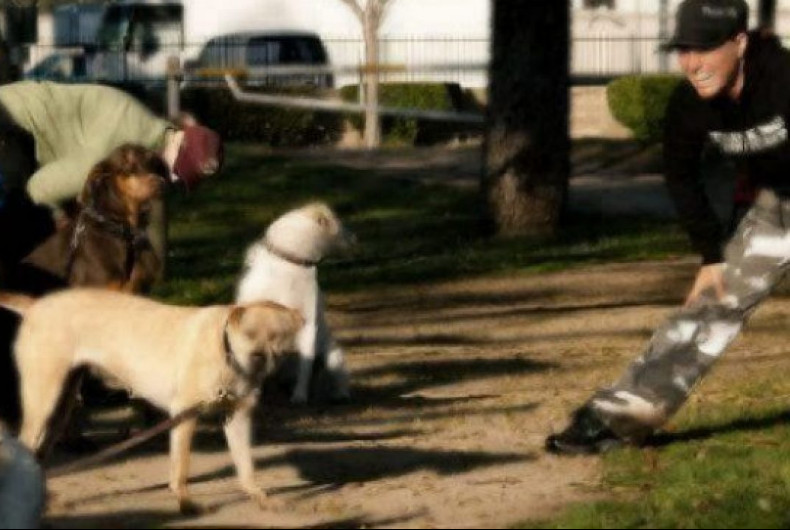 Purebred black flat-coated retriever dog outdoors on a sunny day.