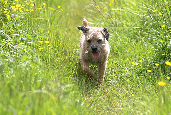 Border terrier running in grass