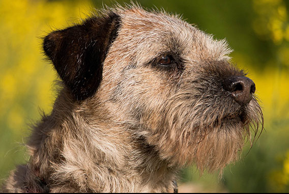 Border terrier