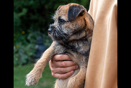 Border terrier