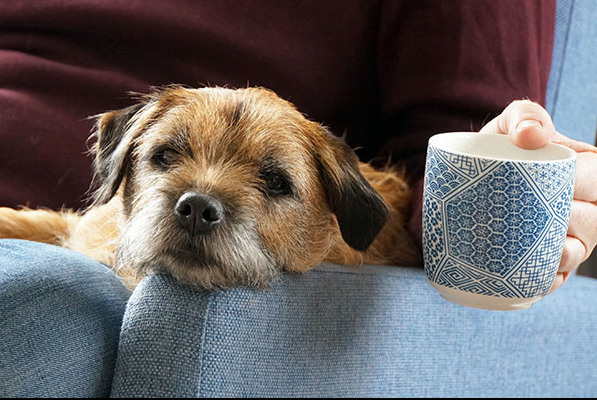 Border terrier relaxing