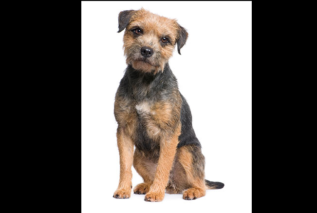 Border terrier