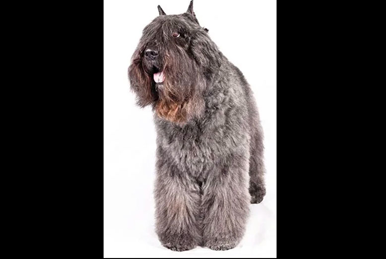 Bouviers des Flandres dog