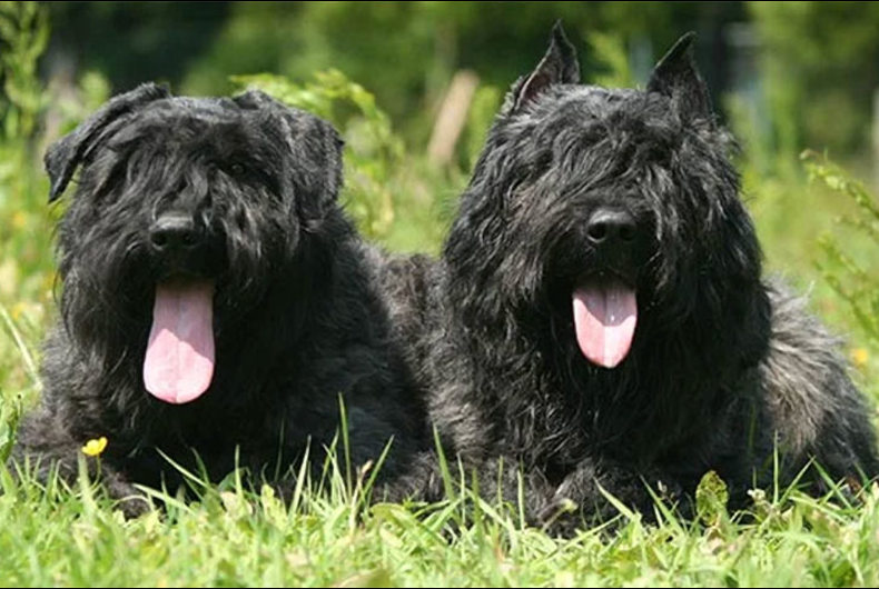 Two Bouviers des Flandres dogs