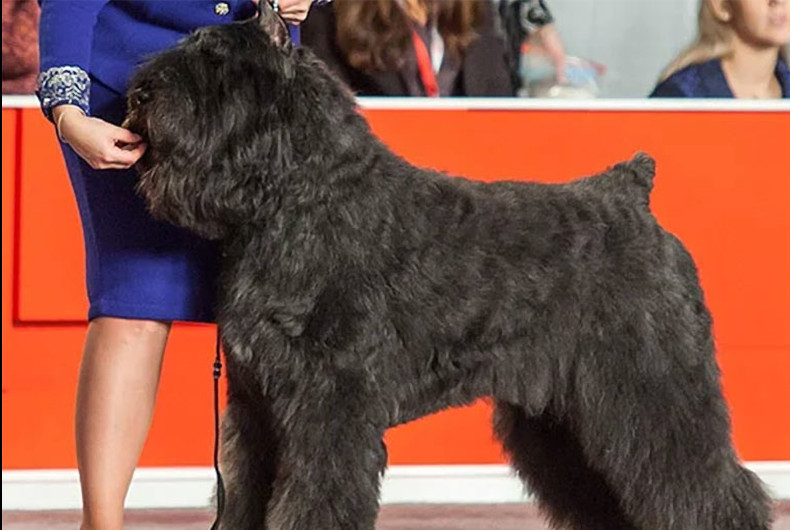 Bouviers des Flandres dog at a show