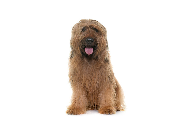 shaggy brown dog sitting
