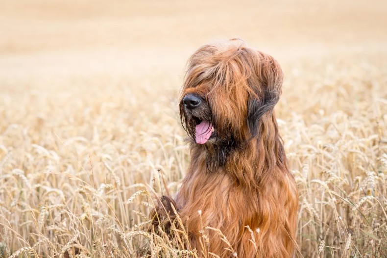 briard dog in wheat field