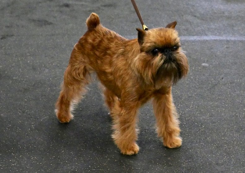 brown affenpinscher