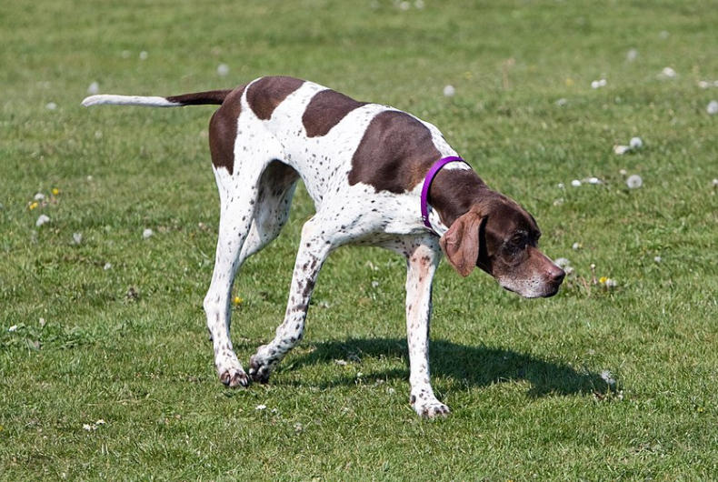 Brown and white English pointer in green grass