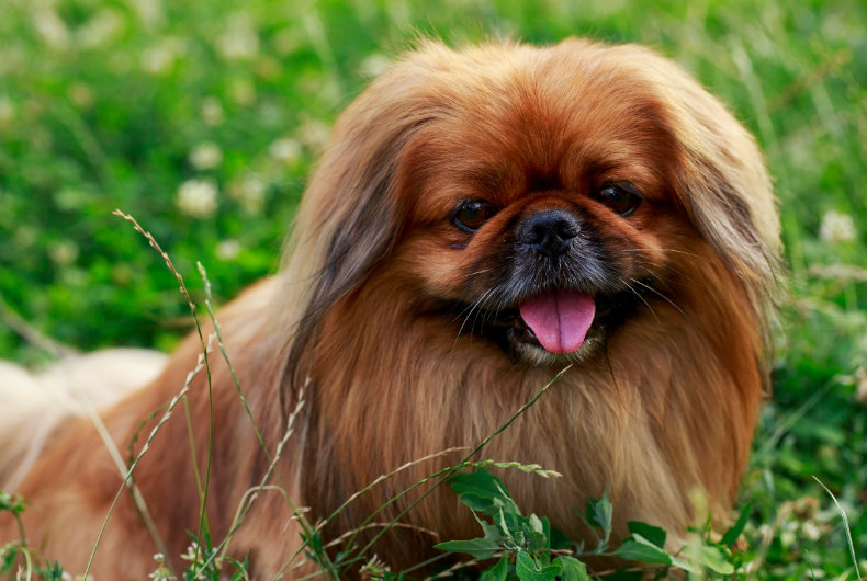 dog breed Pekingese on a green grass