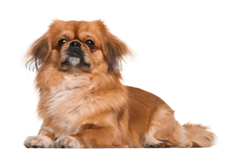 Pekingese, 18 months old, lying against white background