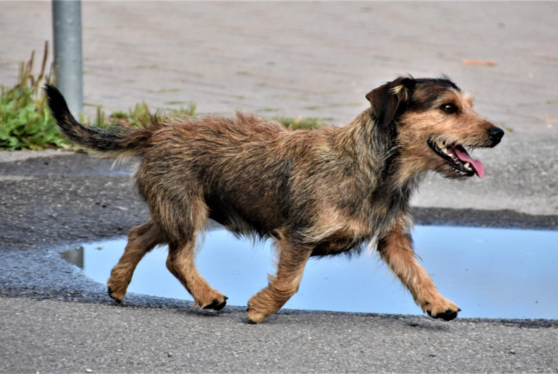 brown scruffy terrier dog