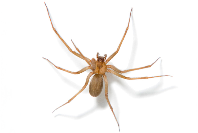 Brown recluse spider on white.