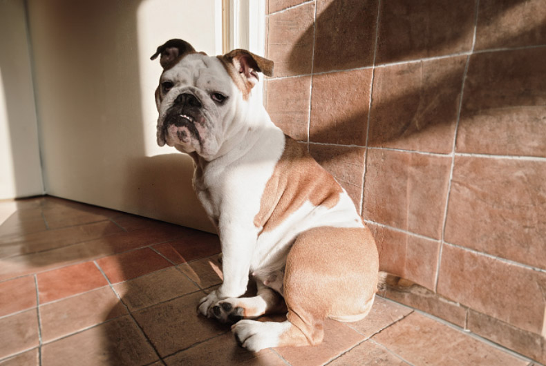 bulldog sitting on tiled floor
