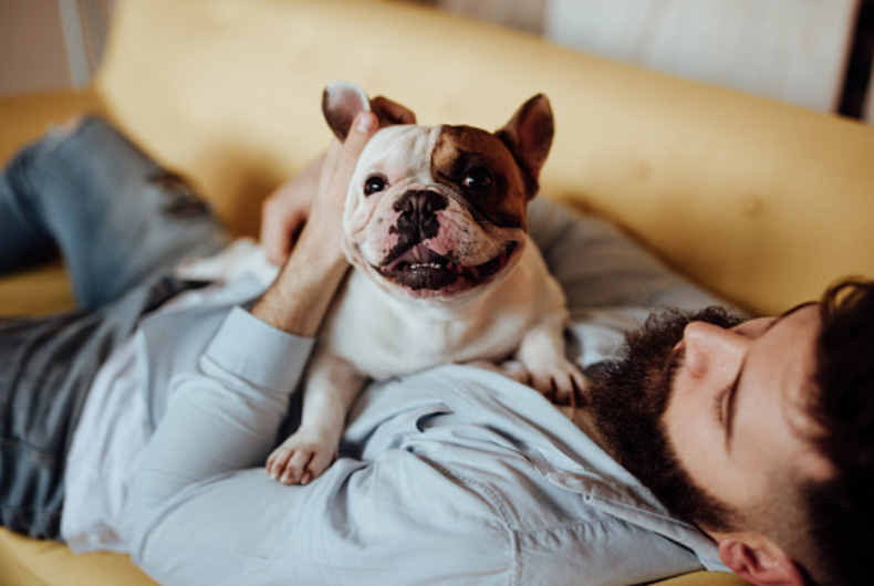Frenchie cuddling with man
