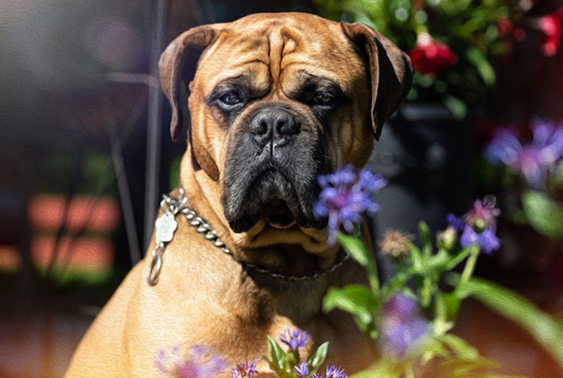 Bullmastiff dog