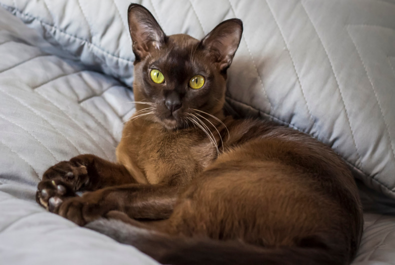 burmese cat
