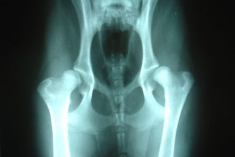X-ray of a dog