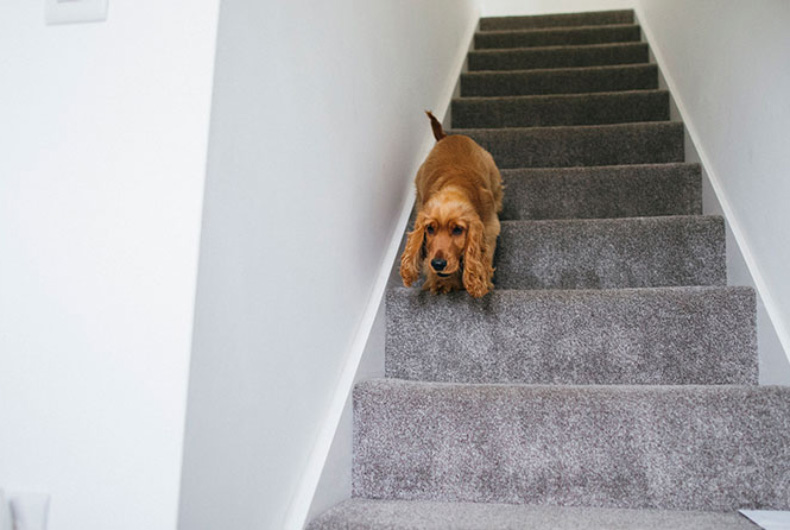 dog on stairs with carpeting