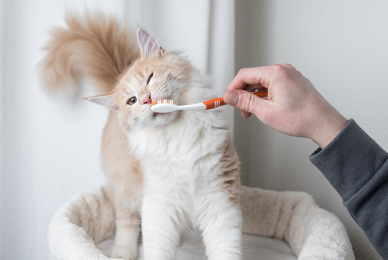 Cat getting teeth brushed