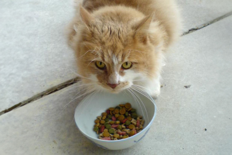 cat food