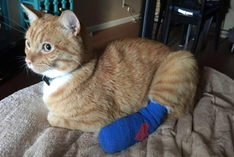 orange cat with leg cast
