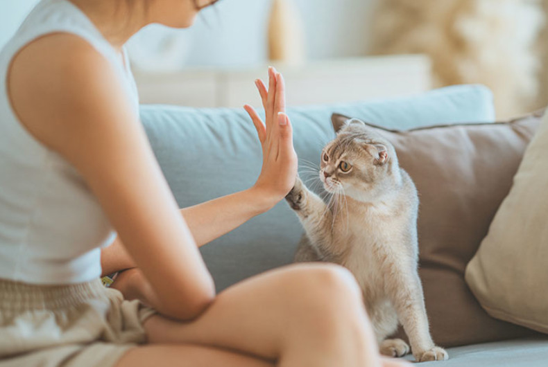 Cat giving a high-five