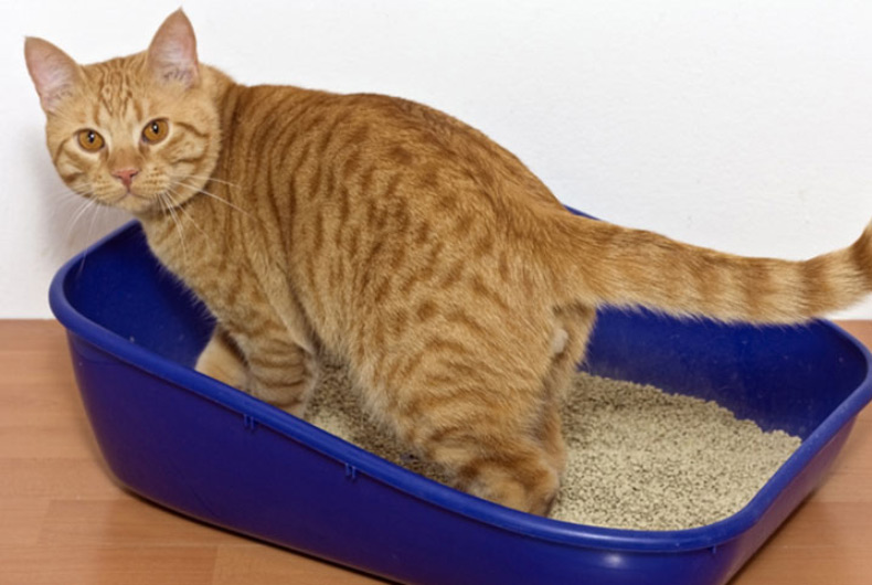 cat in a litter box