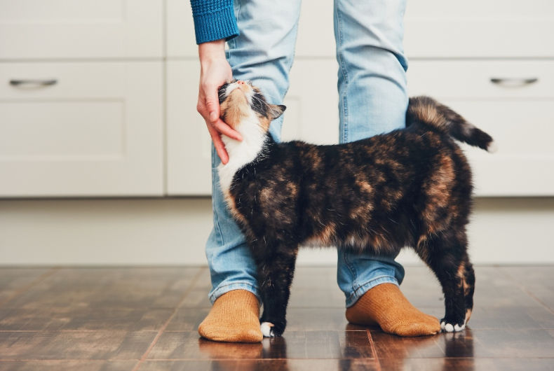 cat nuzzling persons legs