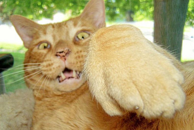 cat paw scrapes
