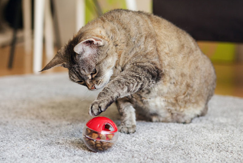 Cat playing with a toy