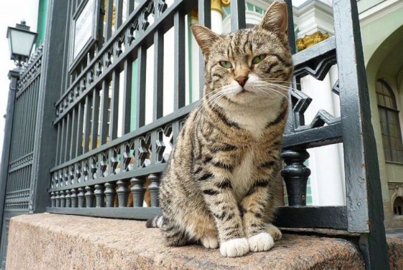 cat sitting on a perch outside