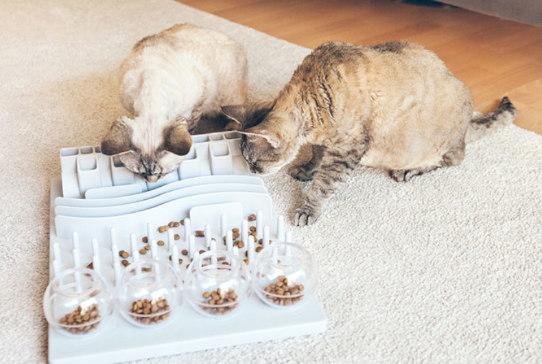 Cats playing with a puzzle