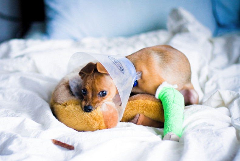 Tiny dog with cast and cone