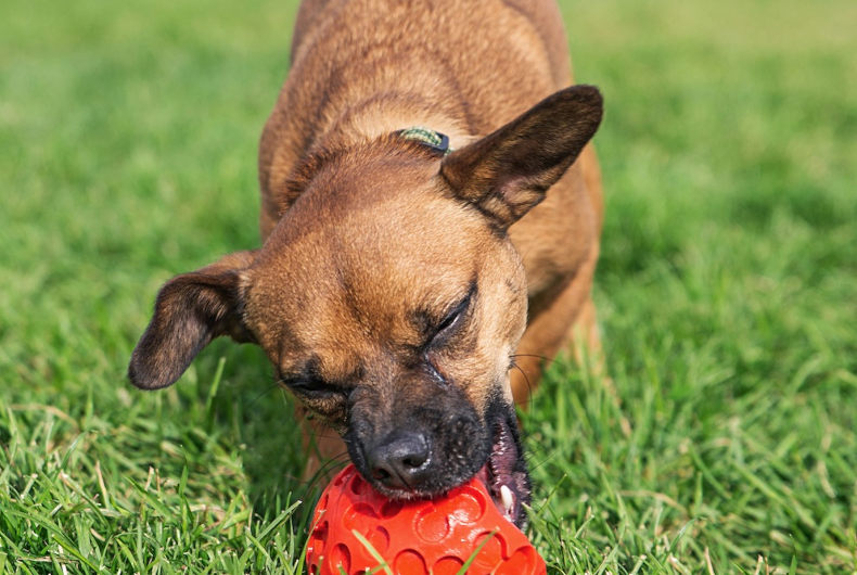 dog outside on grass chewing on strawberry dog toy