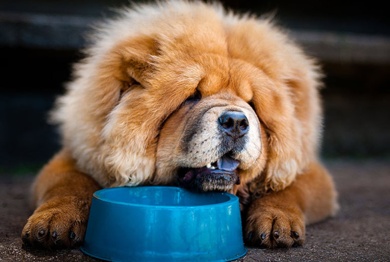 Chow chow with a dish