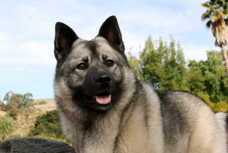 close up of norwegian elkhound dog