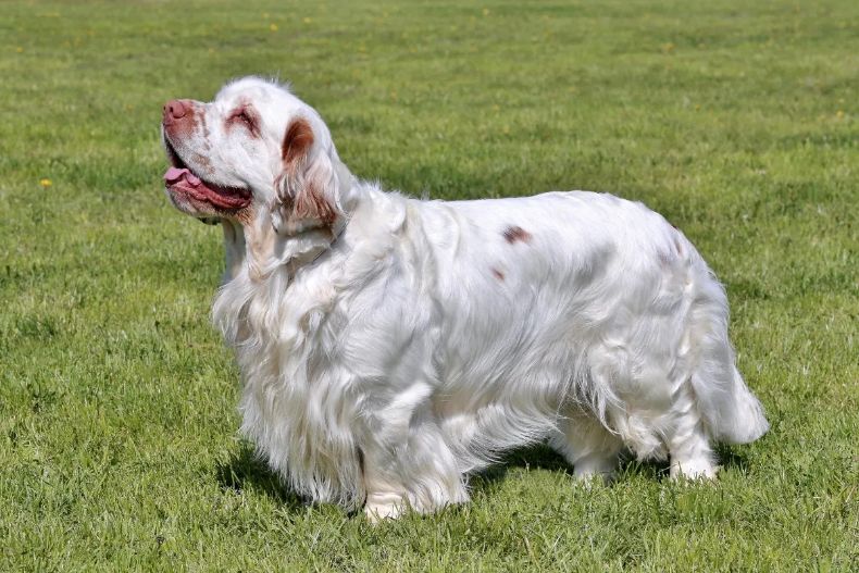 clumber spaniel standing outside