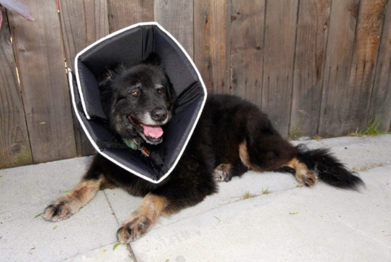 dog wearing soft e-collar