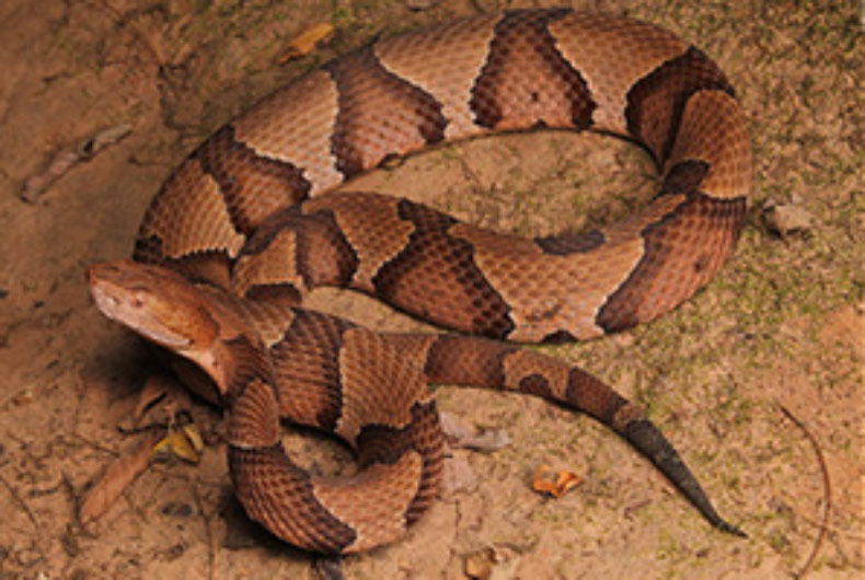 Copperhead snake