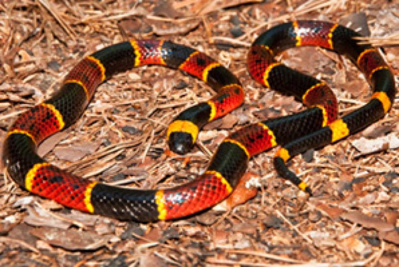 Coral snake