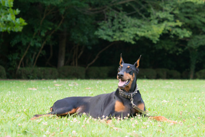 doberman pinscher laying on grass