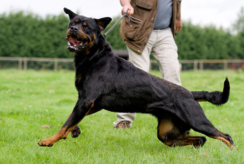 Rottweiler baring teeth