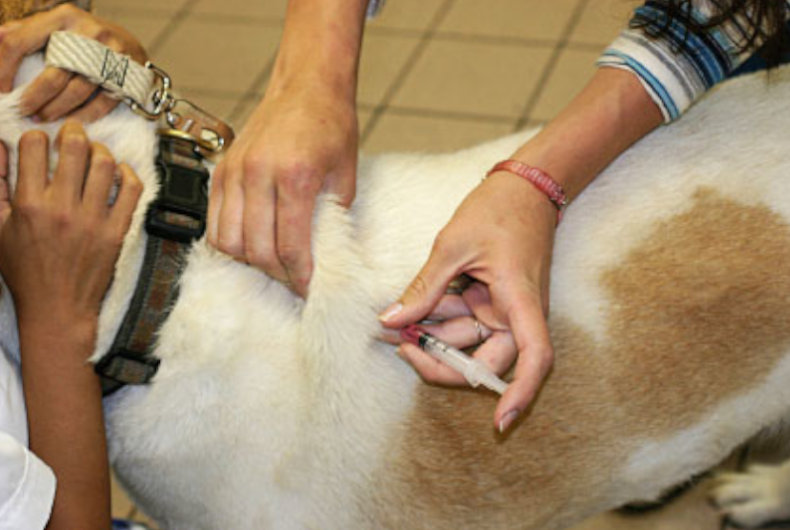 Supplementary insulin injections are necessary for dogs suffering from Type I diabetes. Image via www.breeders.net.