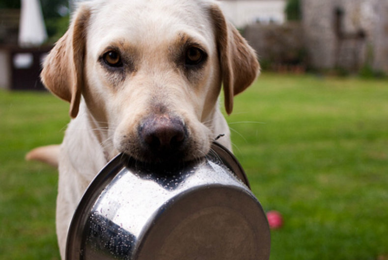 dog food bowl