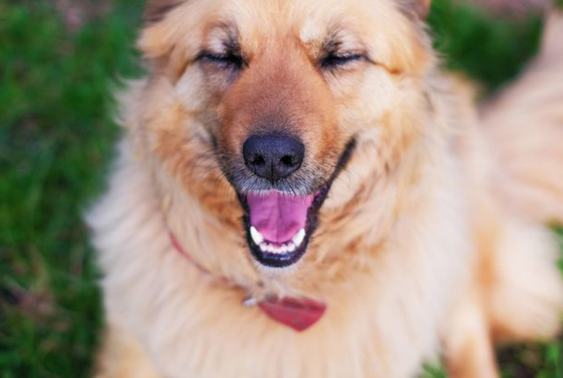 close up of golden fluffy dog smiling