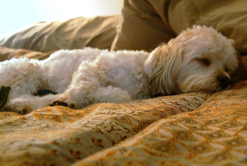 dog sleeping
