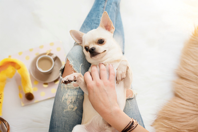 small dog lying on its back on a woman's lap with coffee on a plate