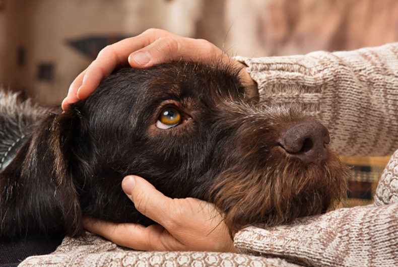 dog laying head on a person's lap looking up at them